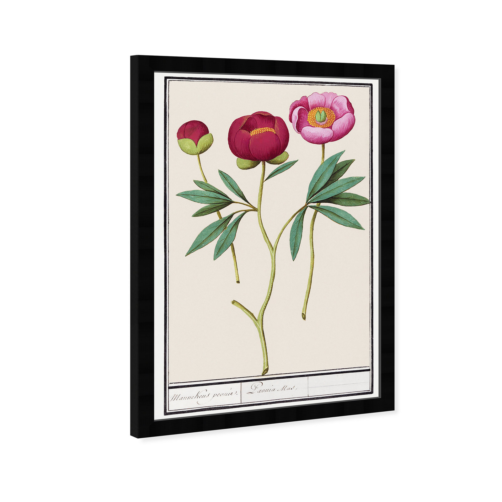 Red and Pink Peony Botanical Study Print, Black, 56" H x 38" W