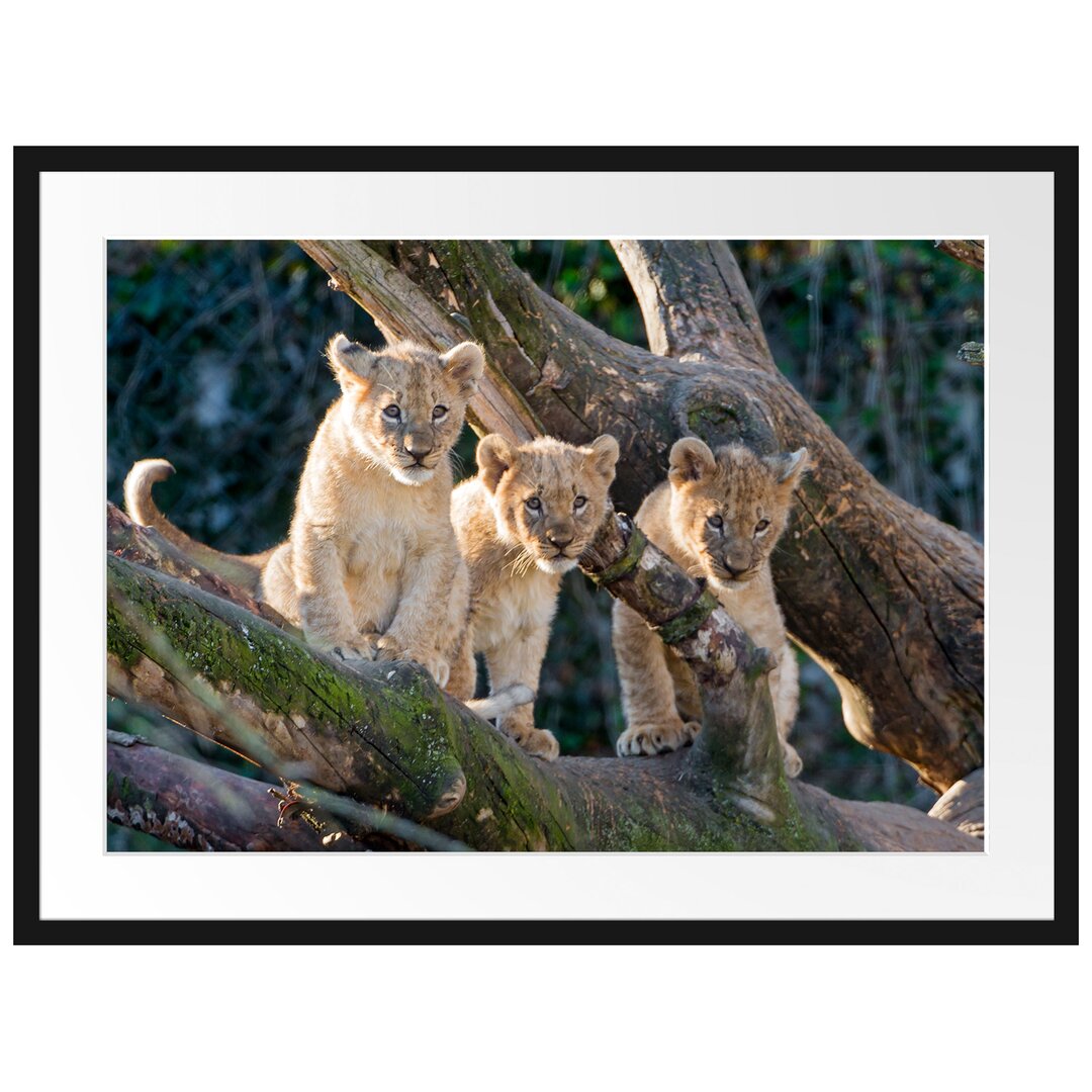 Gerahmtes Poster Süße Löwenjunge auf Baum