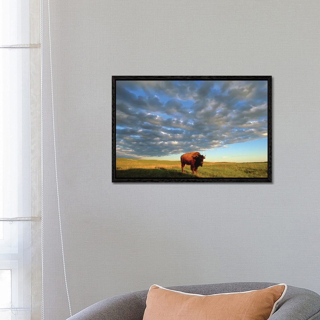 A Bison At The Fort Niobrara National Wildlife Refuge In Nebraska Near Valentine, Nebraska von Joel Sartore - Gallery-Wr...