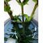 Damaiya Handmade Glass Table Vase-1888907127