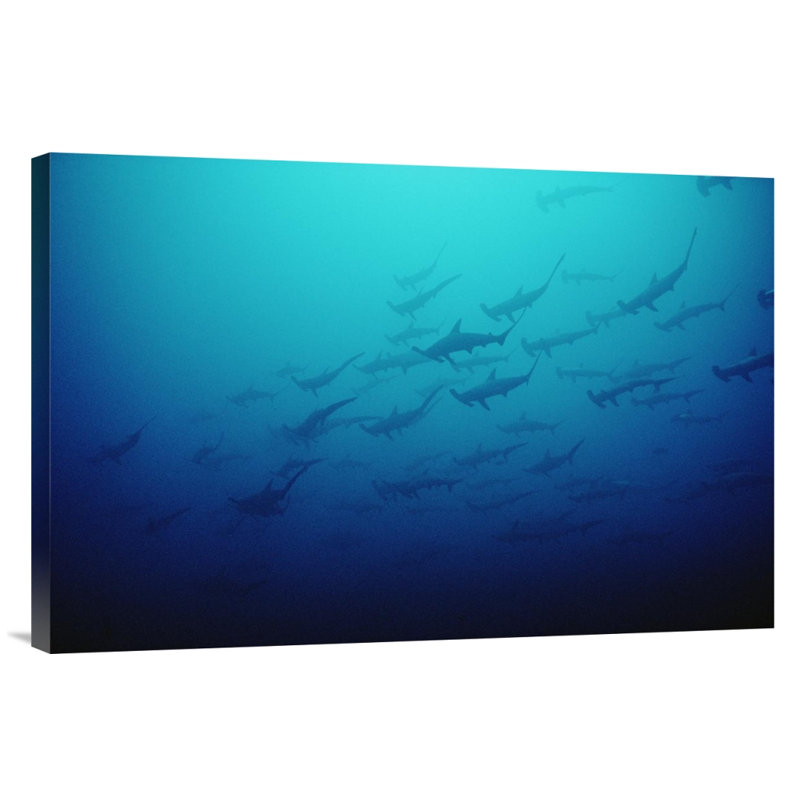 " Scalloped Hammerhead Shark School, Cocos Island, Costa Rica ", 20" H x 30" W, Wrapped Canvas
