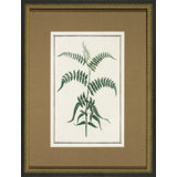 Vintage Botanical Sketch I Print