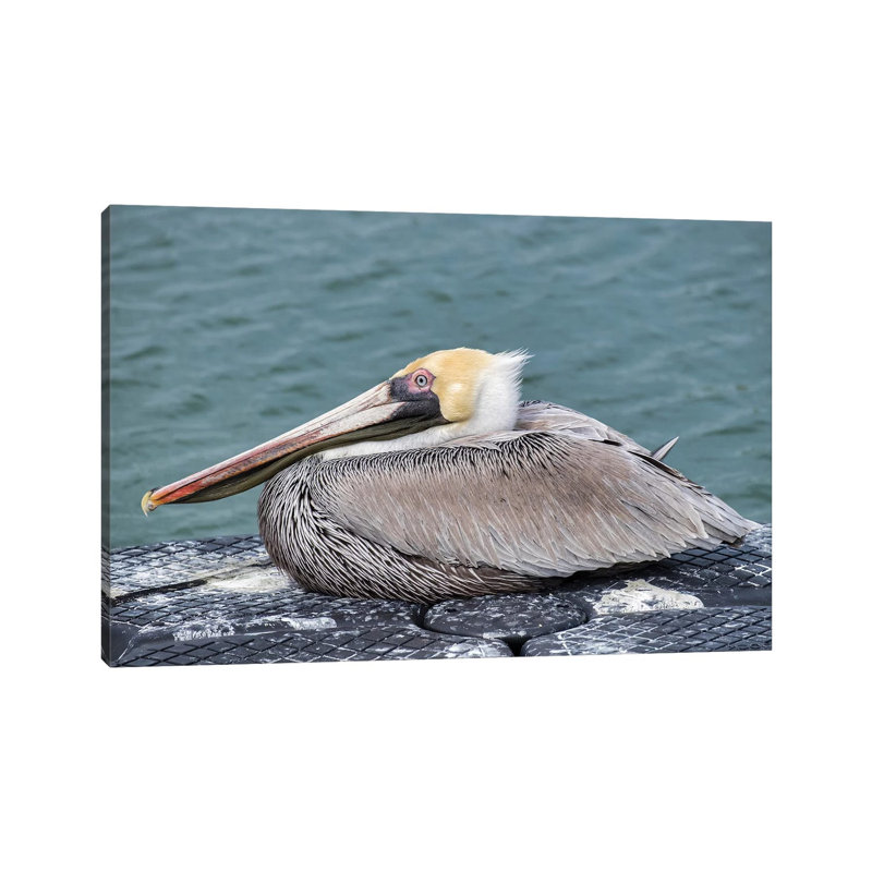 Brown Pelican, New Smyrna Beach, Florida, USA by Lisa S. Engelbrecht - Wrapped Canvas Gallery-Wrapped Canvas Giclée