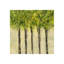 Spring Green II Print-26951403-26951404