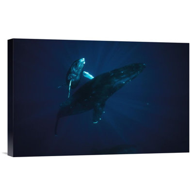 " Humpback Whale Mother And Young, Hawaii "