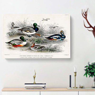 Collection Of Ducks PL. 64 by Oliver Goldsmith - Wrapped Canvas Painting