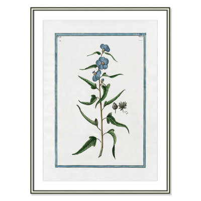 Colombe "Shabby Elegance Botanical I" Print