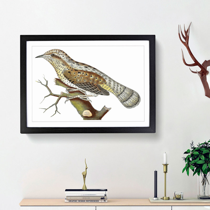 Wryneck Woodpecker by George Shaw - Framed Print, 36cm H x 48cm W x 2cm D, Black Framed