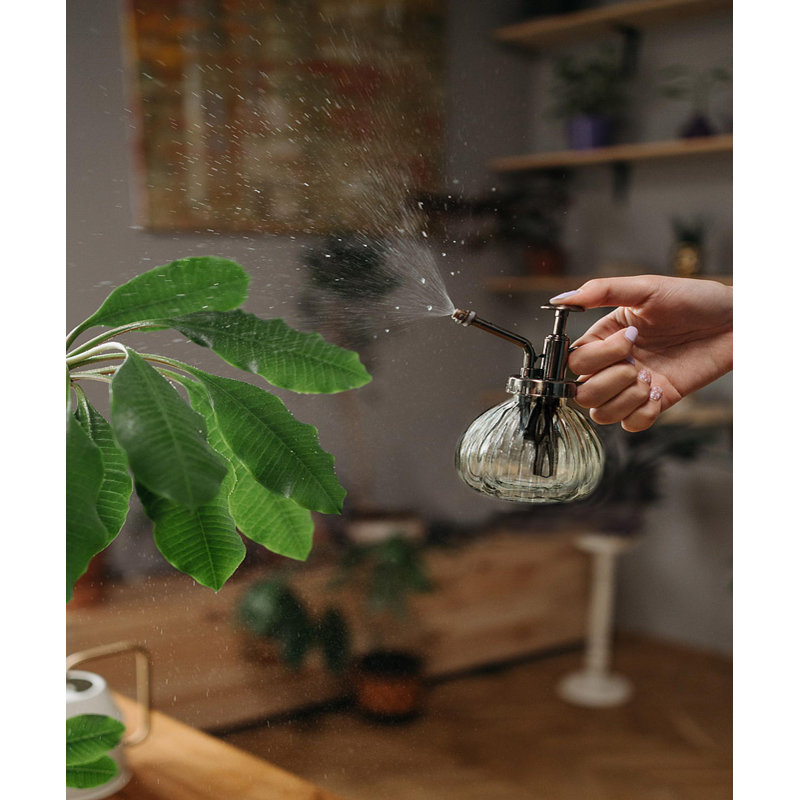 Bouteille transparente pour plantes
