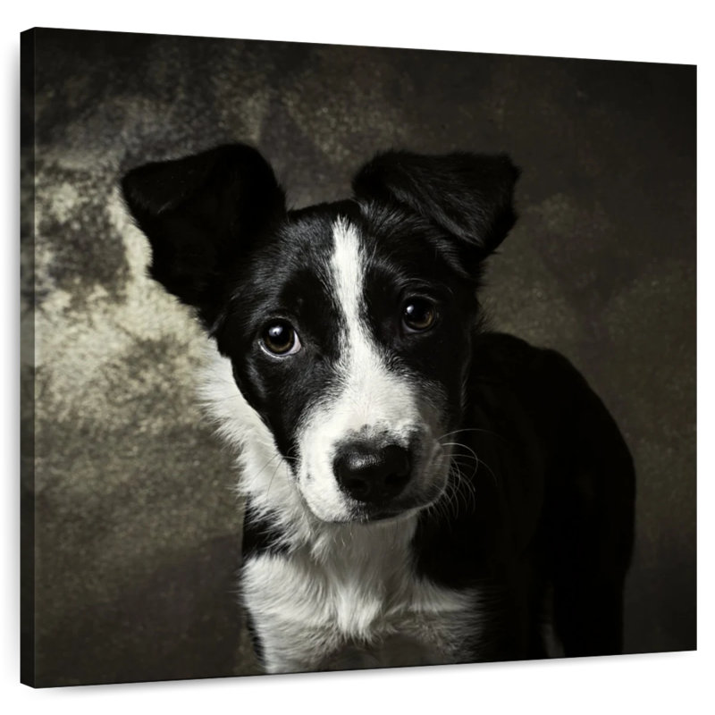 Chiot Border Collie de Brampt