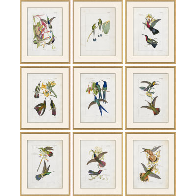 Hummingbirds Giclee Print by John Gould