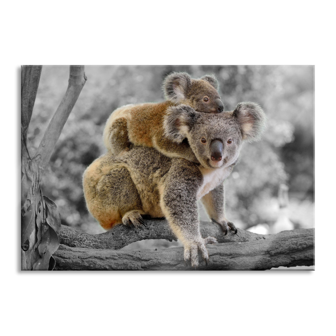 Glasbild Koala-Mutter mit Kind auf ihrem Rücken