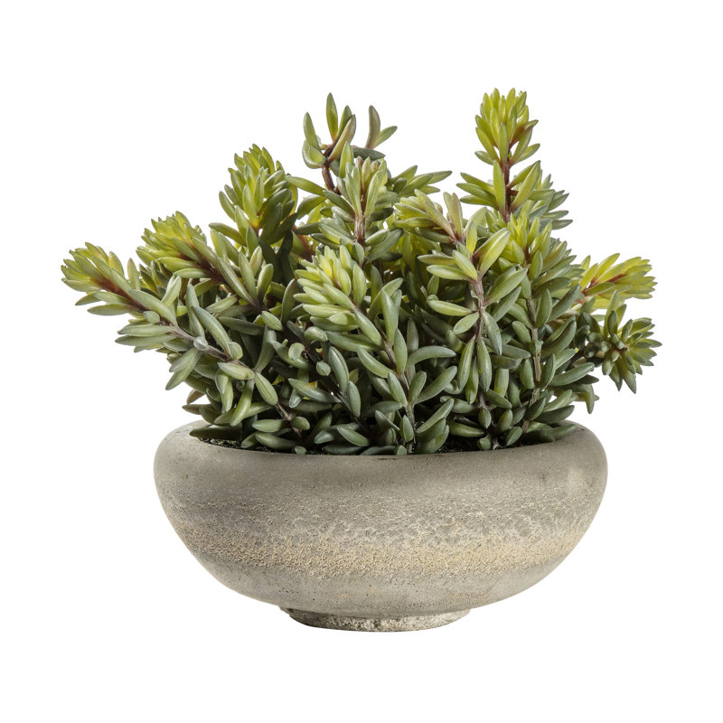 Faux Succulent in Cement Pot, 23cm H x 18cm W x 18cm D