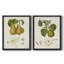 Toile encadrée de qualité supérieure Vintage Pears V - prête à être accrochée