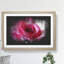 Pink Rose Flower Vol.7 - Picture Frame Graphic Art-62803973-62803974