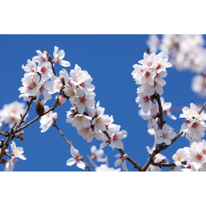 Almond Spring Blossom by DianaHirsch - No Frame Print on Canvas, 61cm H x 91cm W