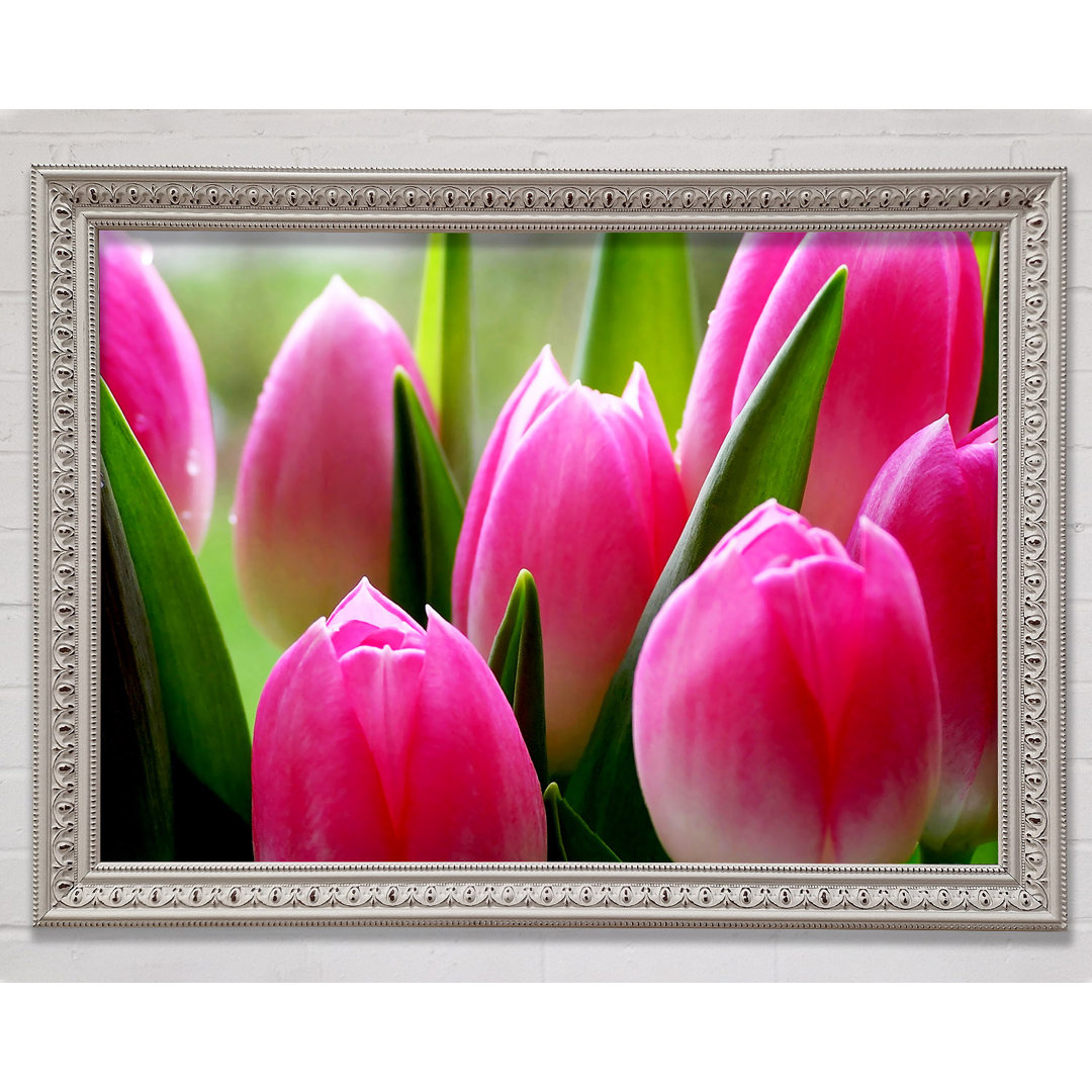 Pink Tulip Garden Surprise - Einzelner Bilderrahmen Druck