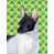 Rat terrier sélectionné