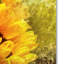 «Impressionist Sunflowers» de Vidur, impression sur toile tendue-22076203