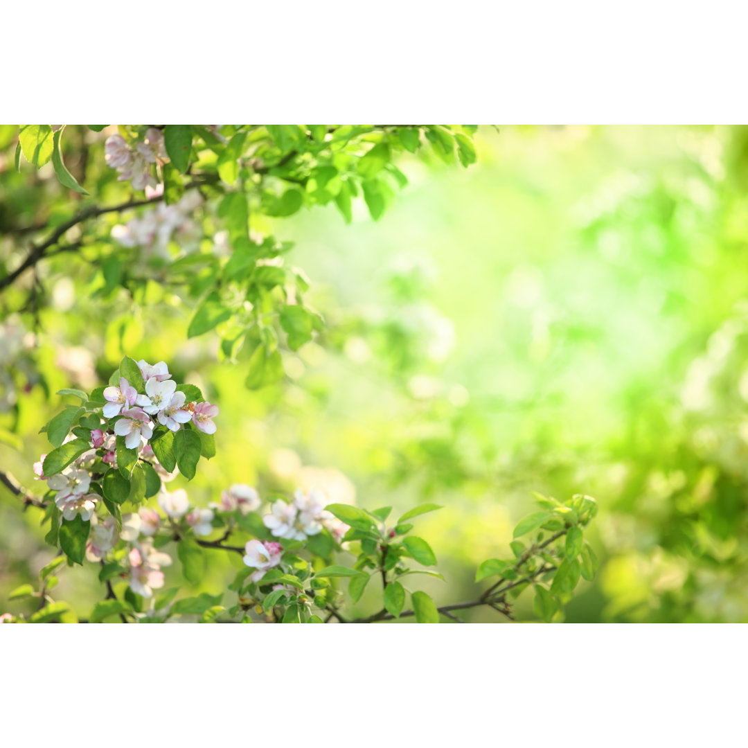 Frühlingsblumen blühender Obstgarten