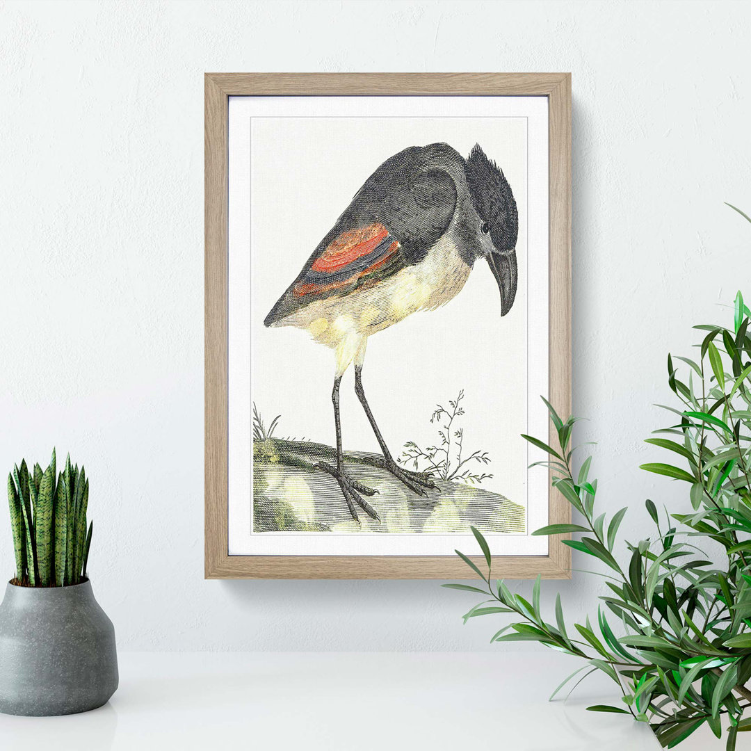 Boat Billed Heron by Johan Teyler - Picture Frame Painting Print