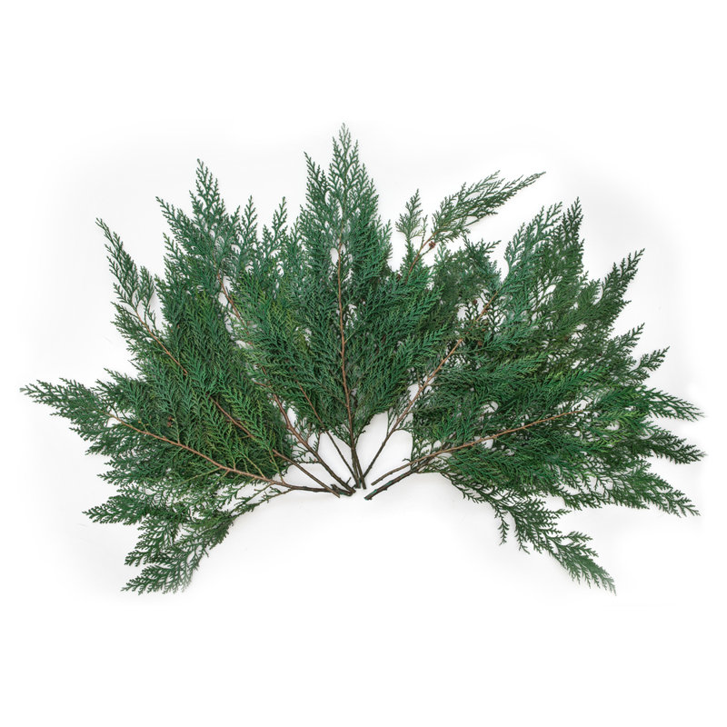 0,125 plante