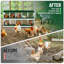 Chicken Coop-1936630894