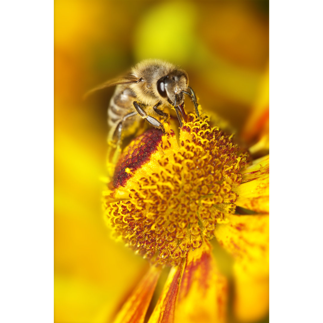 Biene sammelt Pollen von Grafissimo - Druck ohne Rahmen auf Leinwand