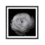 "Ranunculus", reproduction d'art encadrée par Lotte Gronkjar-80818414