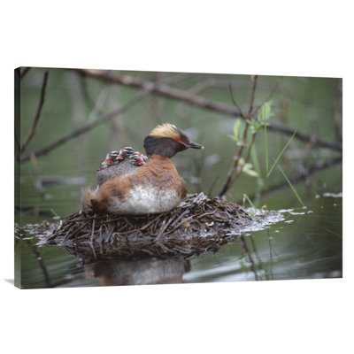 " Horned Grebe On Nest With Three Chicks On Its Back, Alaska "