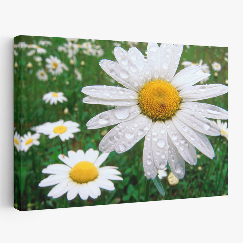 Plantes, fleurs, paysage, nature, marguerites, H 16 po x l 24 po