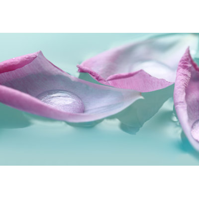 Flower Petals - Wrapped Canvas Print