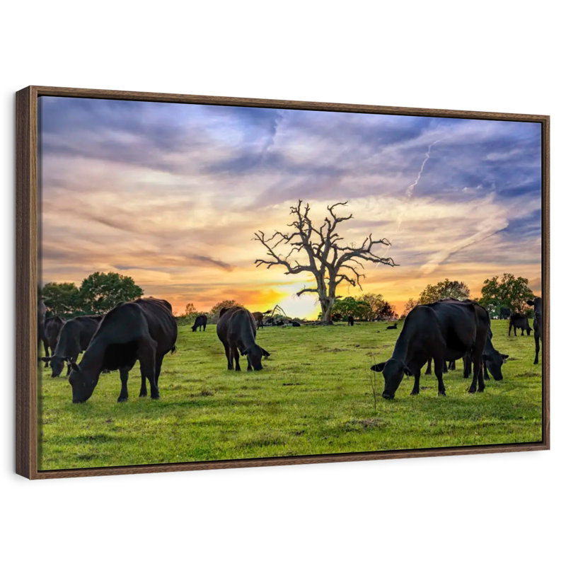 Pâturages Aberdeen Angus, Cadre flottant en noyer, 40 po x 27 po