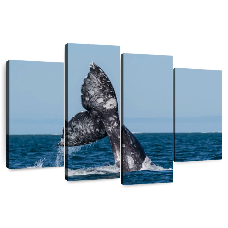 Brampt Gray Whale Tail, 48" H x 75" W