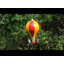 Mangeoire à oiseaux à montgolfière