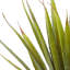 Plante grasse spiky agave