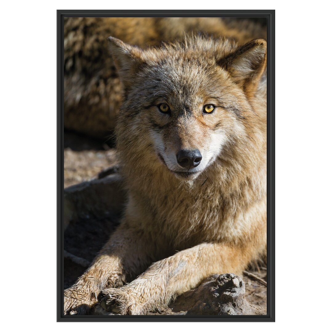 Gerahmtes Wandbild aufschauender Wolf