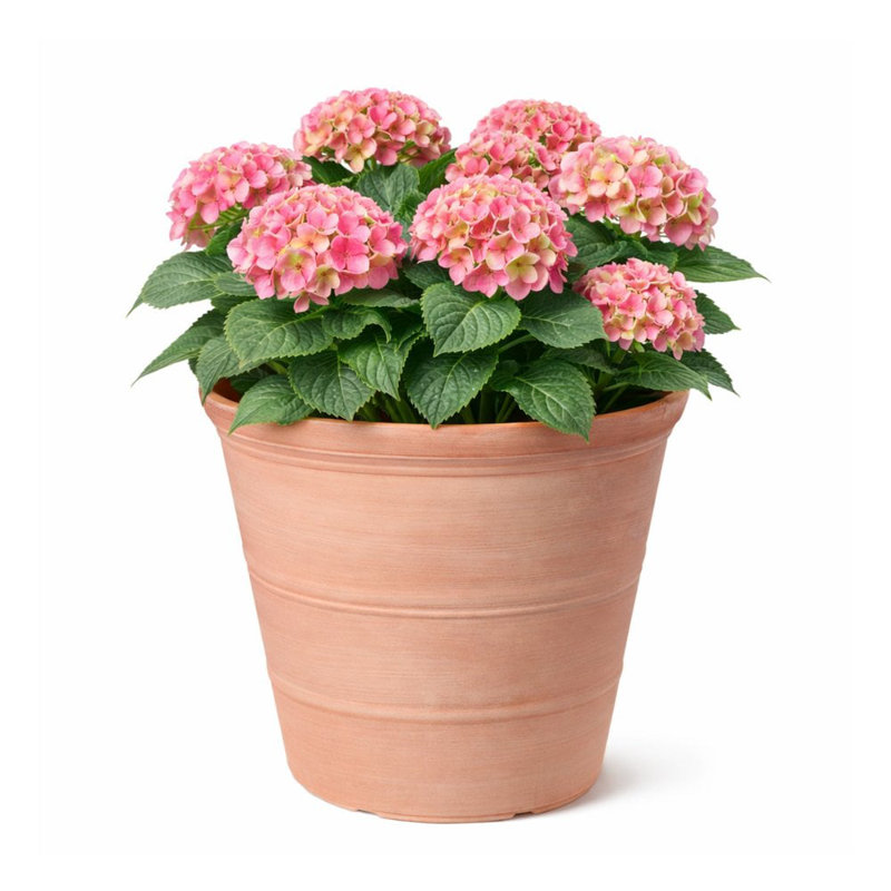 Handmade Pot Planter