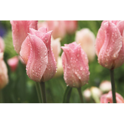 Tulips After The Rain - Wrapped Canvas Painting