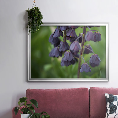 Aubergine Aubergine