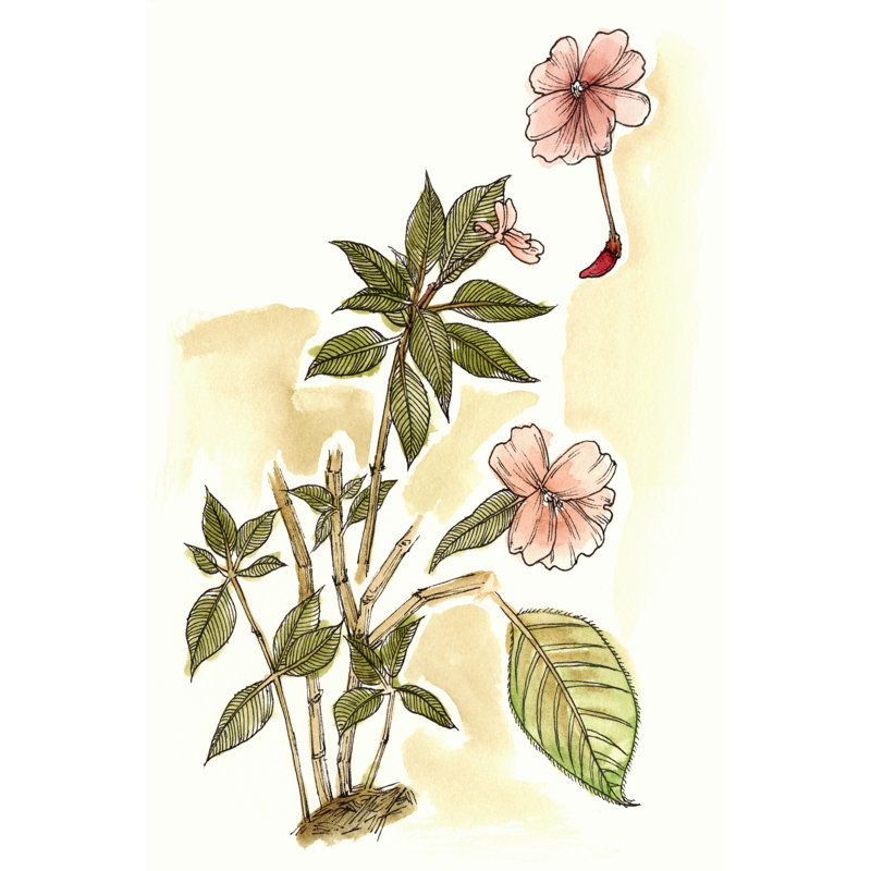 Impatiens Study by Melissa Wang - Wrapped Canvas Print, 46cm H x 30cm W