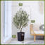 152.5cm Tree