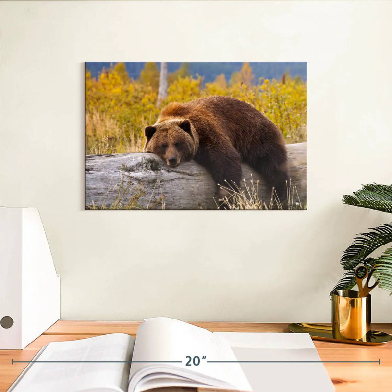 Ours grizzly au repos Brampt, H 8 po x l 12 po