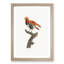 A King Bird Of Paradise by Jacques Barraband - Single Picture Frame Painting-55453503-55453507