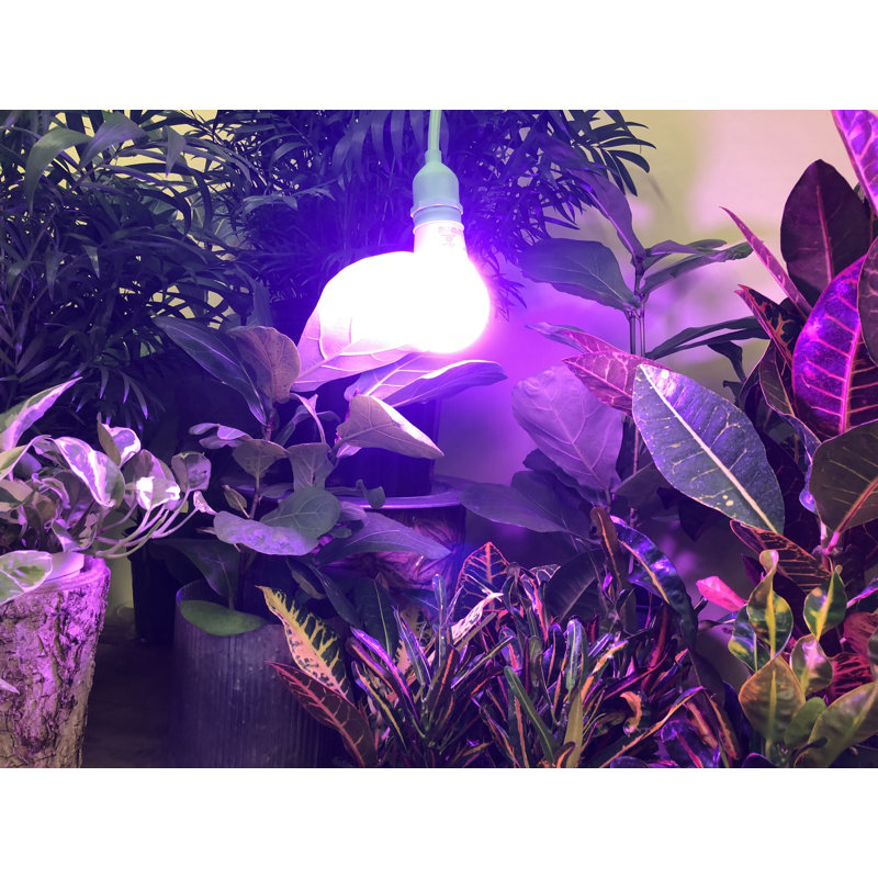 Miracle LED Growing Kit, Purple
