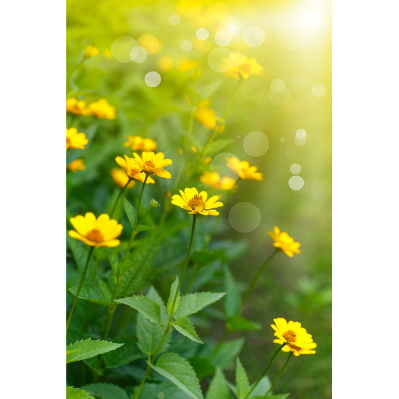 Marguerite jaune au soleil, H 12 po x l 8 po