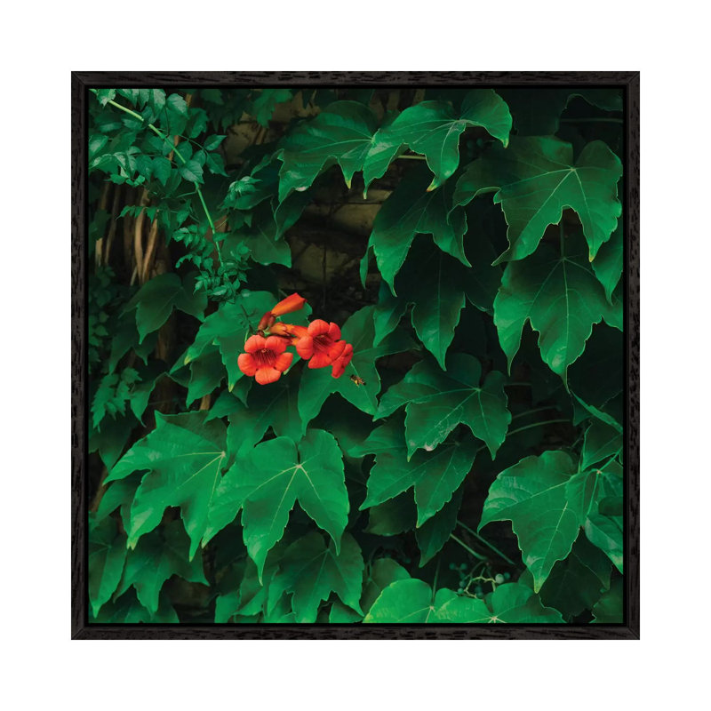 Working Bee by Bethany Young - Print on Canvas, Black Framed, 93.98cm H x 93.98cm W x 3.81cm D