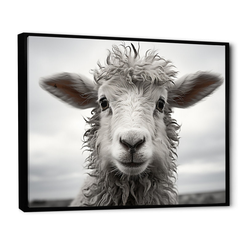Sheep Serenity - Sheep Canvas Wall Art, Black Floater Framed, 24" H x 32" W