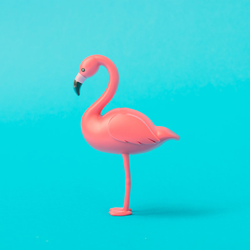 Pink Flamingo - Wrapped Canvas Print, 51cm H x 51cm W x 3.8cm D