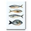 « Four Fish I », reproduction d’art sur toile tendue-1562861342